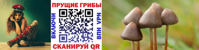 Купить где  Медвежьегорск  Галлюциногенные грибы Cubensis 